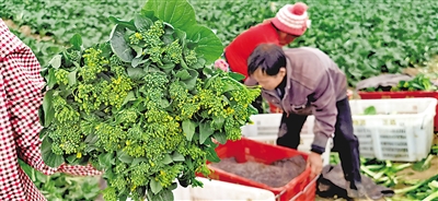 <p>　　夏菜收割。</p>