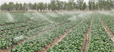 <p>　　姚磨冷凉蔬菜基地。</p>
