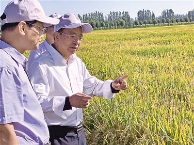<p>　　中国科学院院士谢华安（右）调研指导宁夏水稻品种培育情况。</p><p>　　（图片由受访者提供）</p>