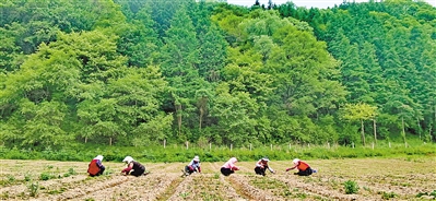 <p>　　　　六盘山林场育苗基地。</p>