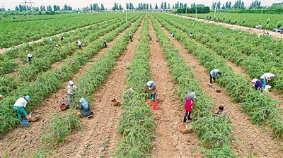 <p>　　中宁县舟塔乡康滩村枸杞种植基地，在科技特派员的帮助指导下，枸杞长势喜人。		　本报记者　党硕　摄</p>