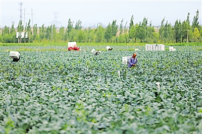 <p>　　固原市原州区彭堡镇姚磨村冷凉蔬菜种植基地，菜花长势良好。　						　本报记者　党硕　摄</p>