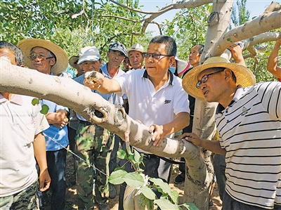 <p>　　科技特派员赵顺山（中）指导中卫市沙坡头区宣和镇喜沟村果农进行苹果树夏季修剪。　（资料图片）</p>