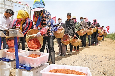 <p>　　　　百瑞源枸杞种植基地为农户提供大批就业岗位。</p>