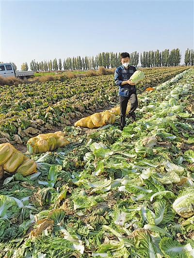 马乔德在田间地头直采蔬菜。