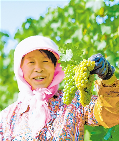     贺兰山东麓酿酒葡萄进入采摘期，处处洋溢着丰收的喜悦。