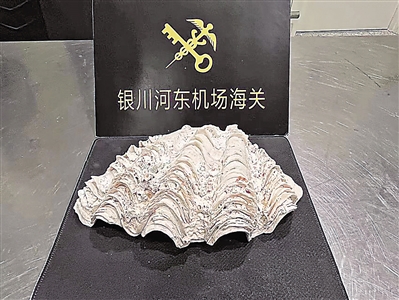 砗磲贝壳实体。（图片由受访单位提供）