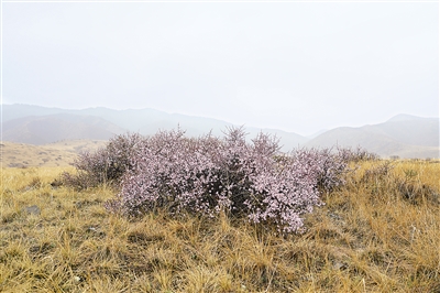     生长于罗山山麓的蒙古扁桃。