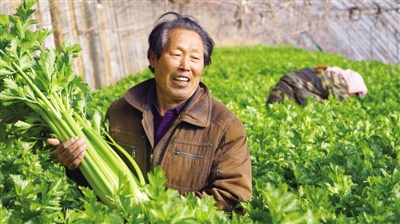 <p>　　西安镇付套村种植户芹菜喜获丰收。</p>